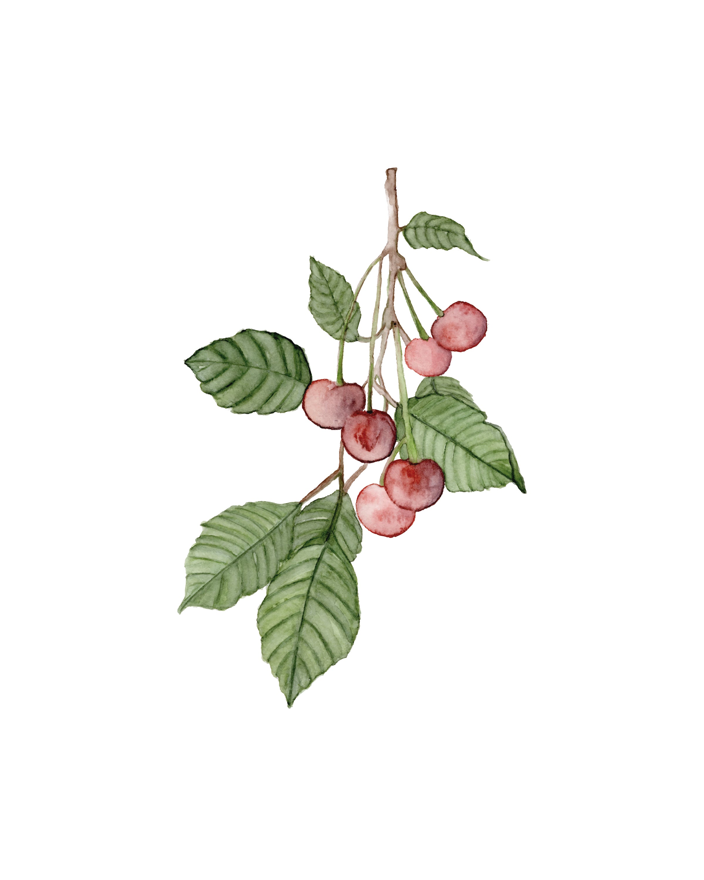Cherry - art print