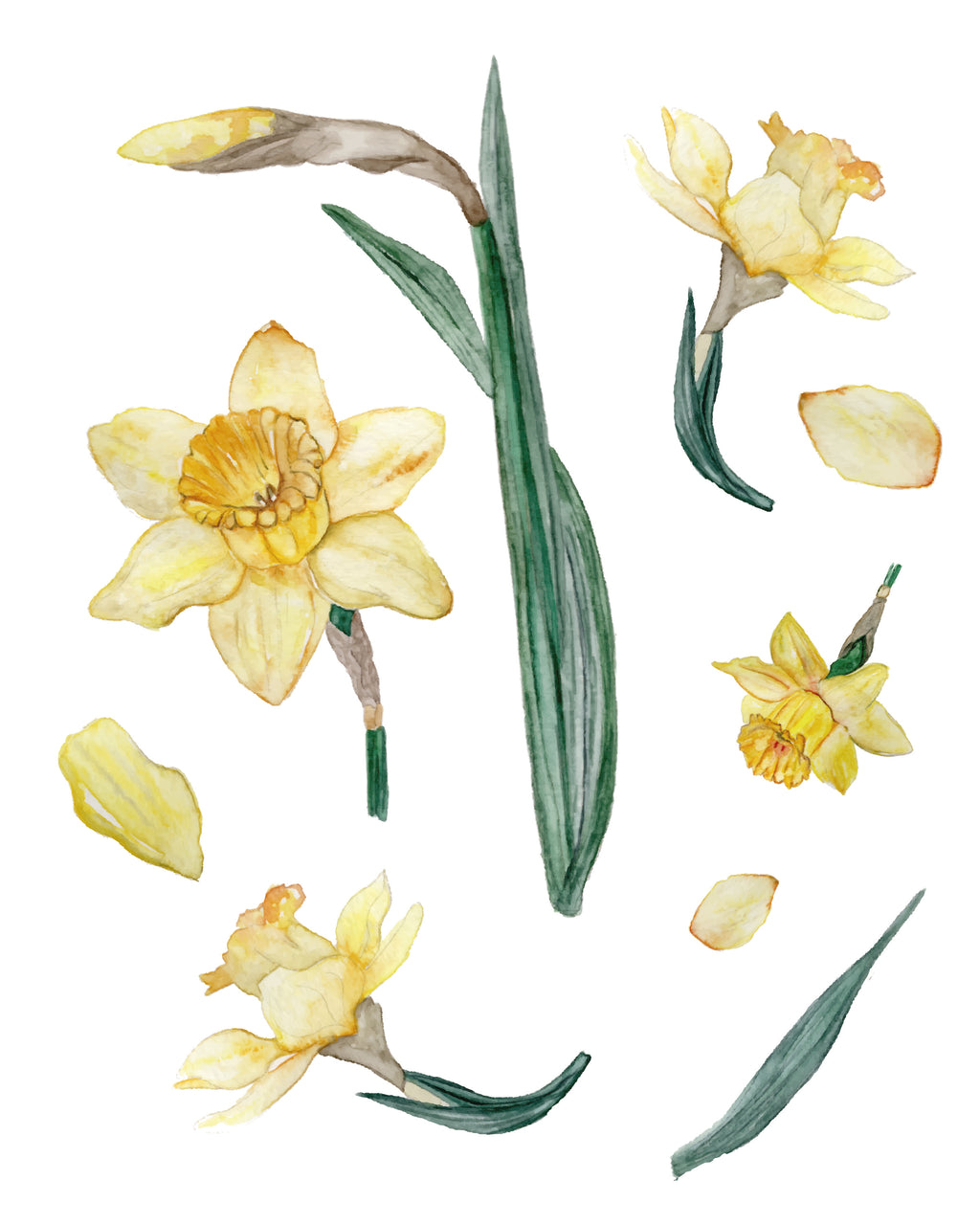 Daffodils - art prints