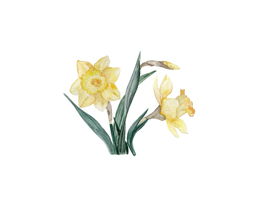Daffodils - art prints