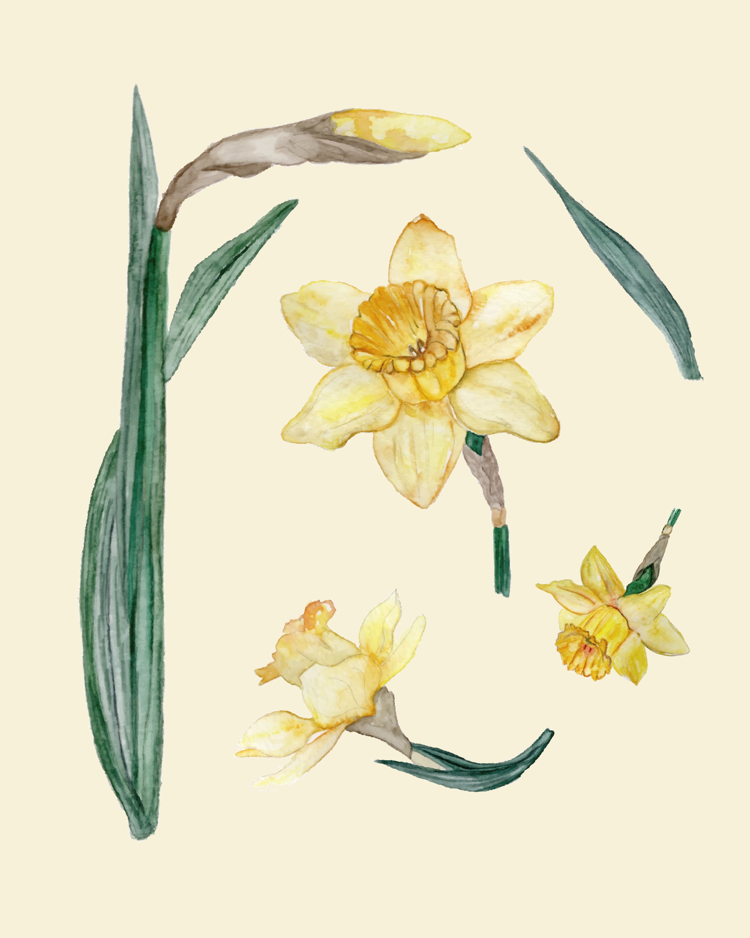 Daffodils - art prints