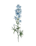 Delphinium - art print