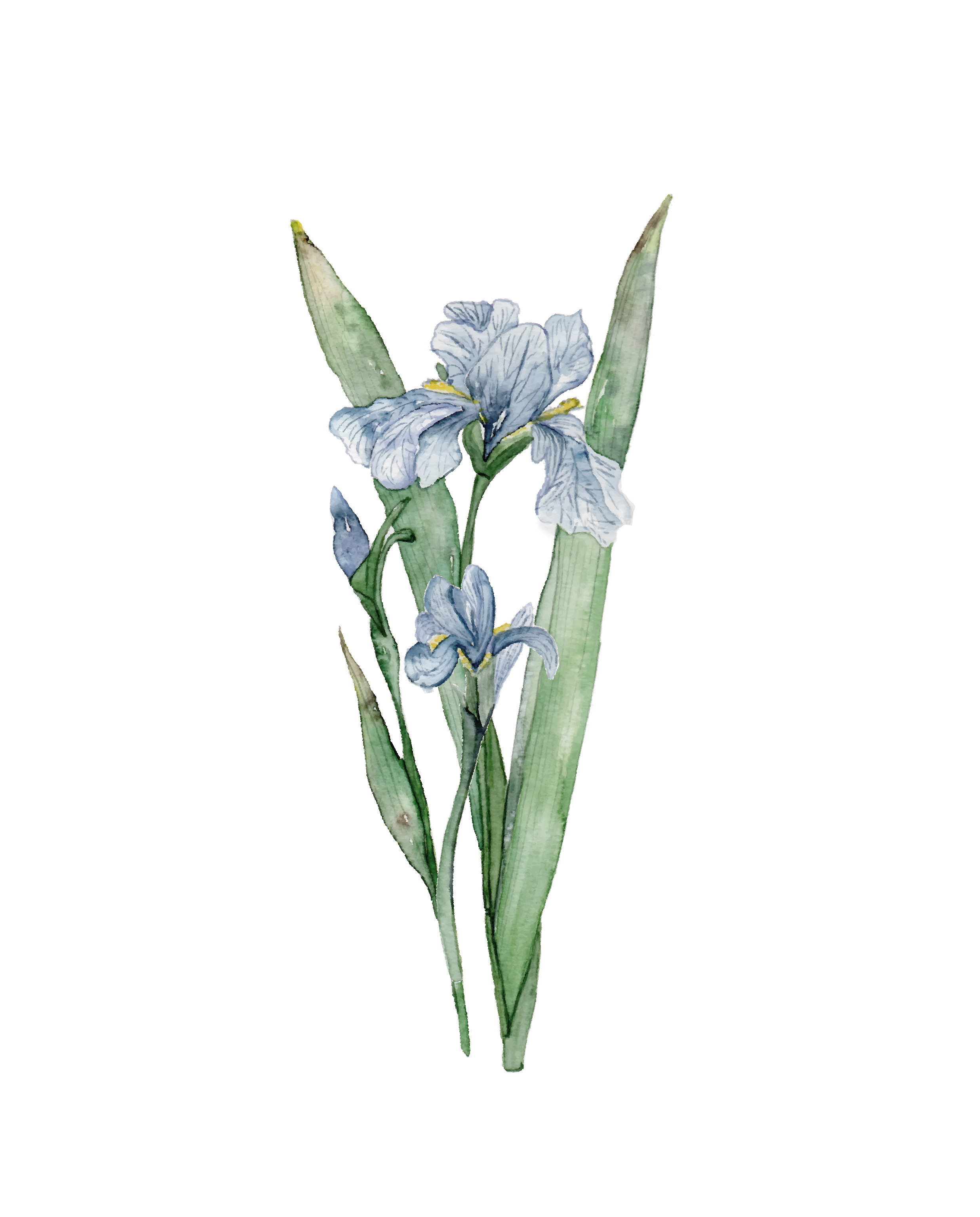 Irises - art print
