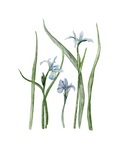 Irises - art print