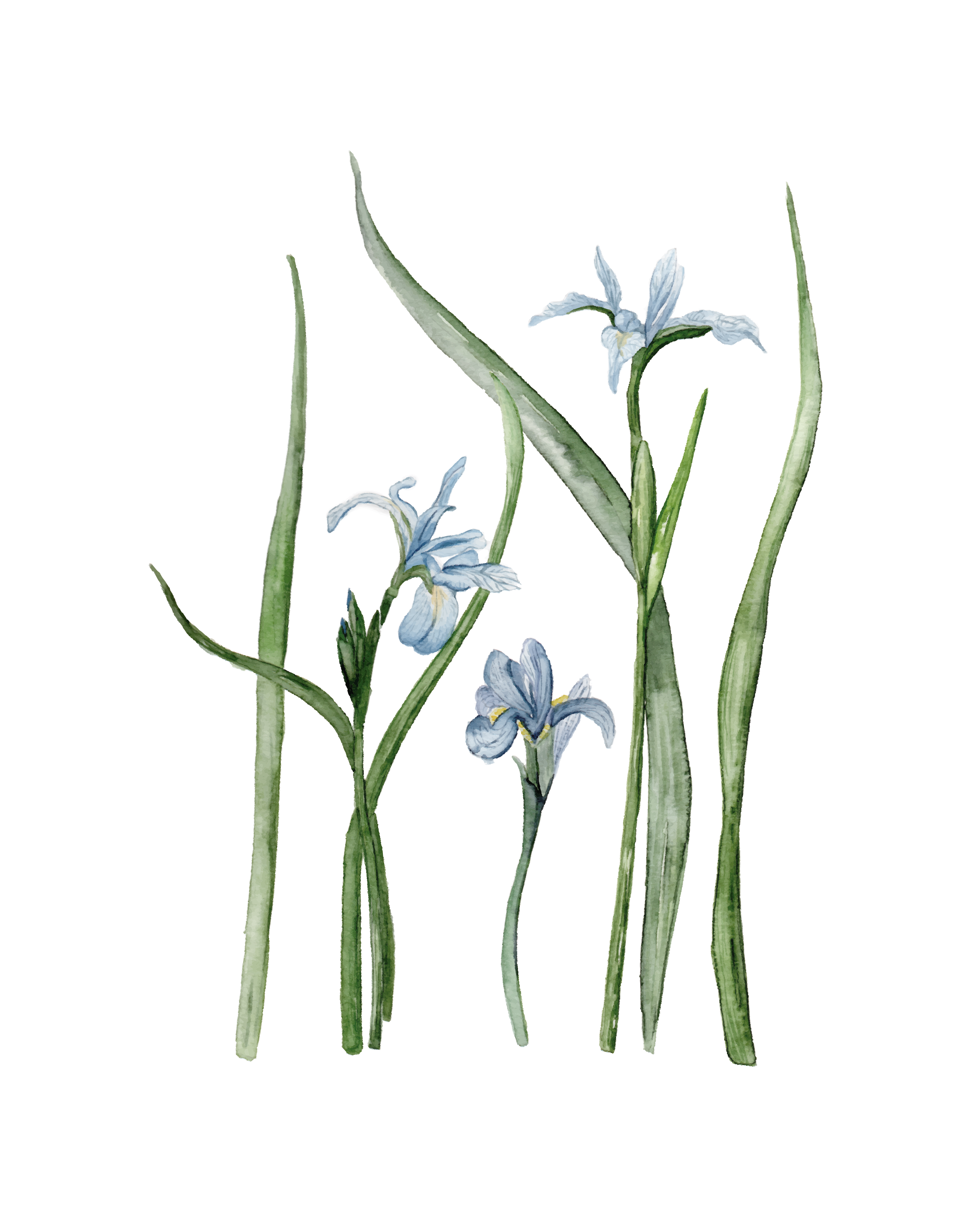Irises - art print