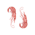 A watercolor illustration of two red shrimp on a plain white background.
