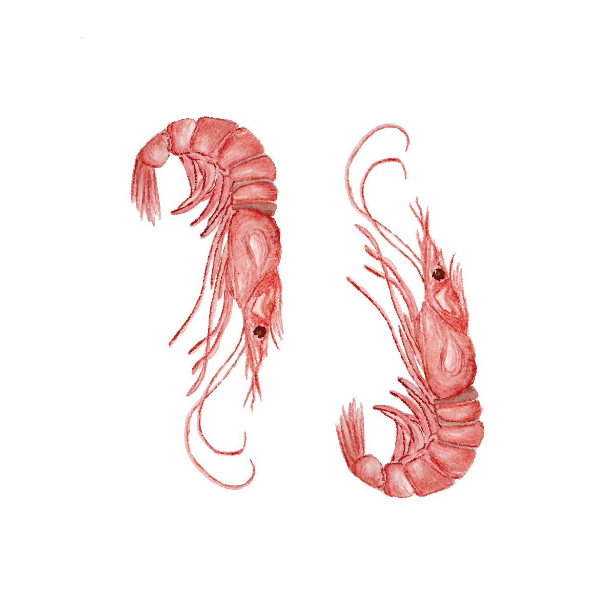 A watercolor illustration of two red shrimp on a plain white background.