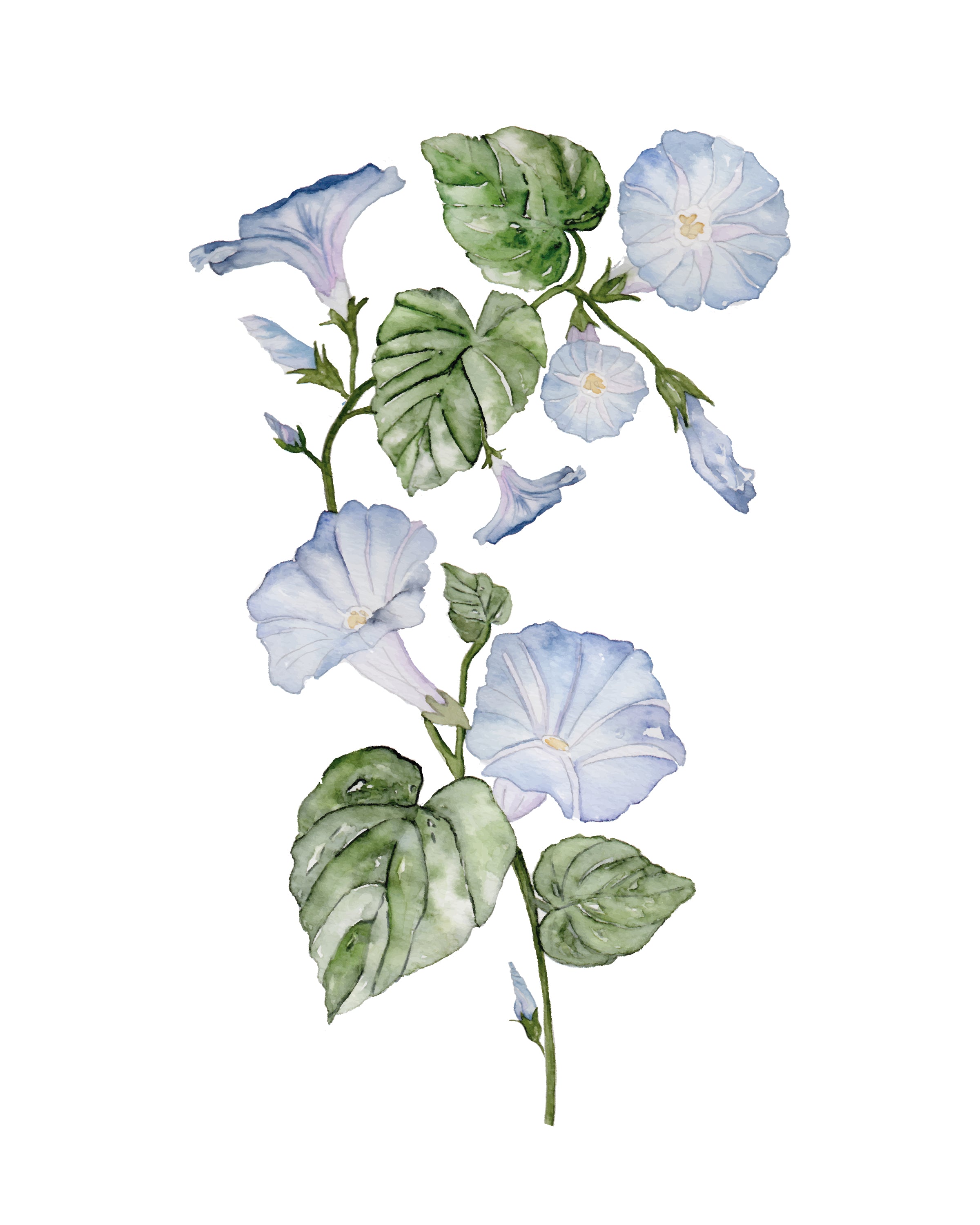 Morning glory - art print