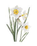 Narcissus - art print