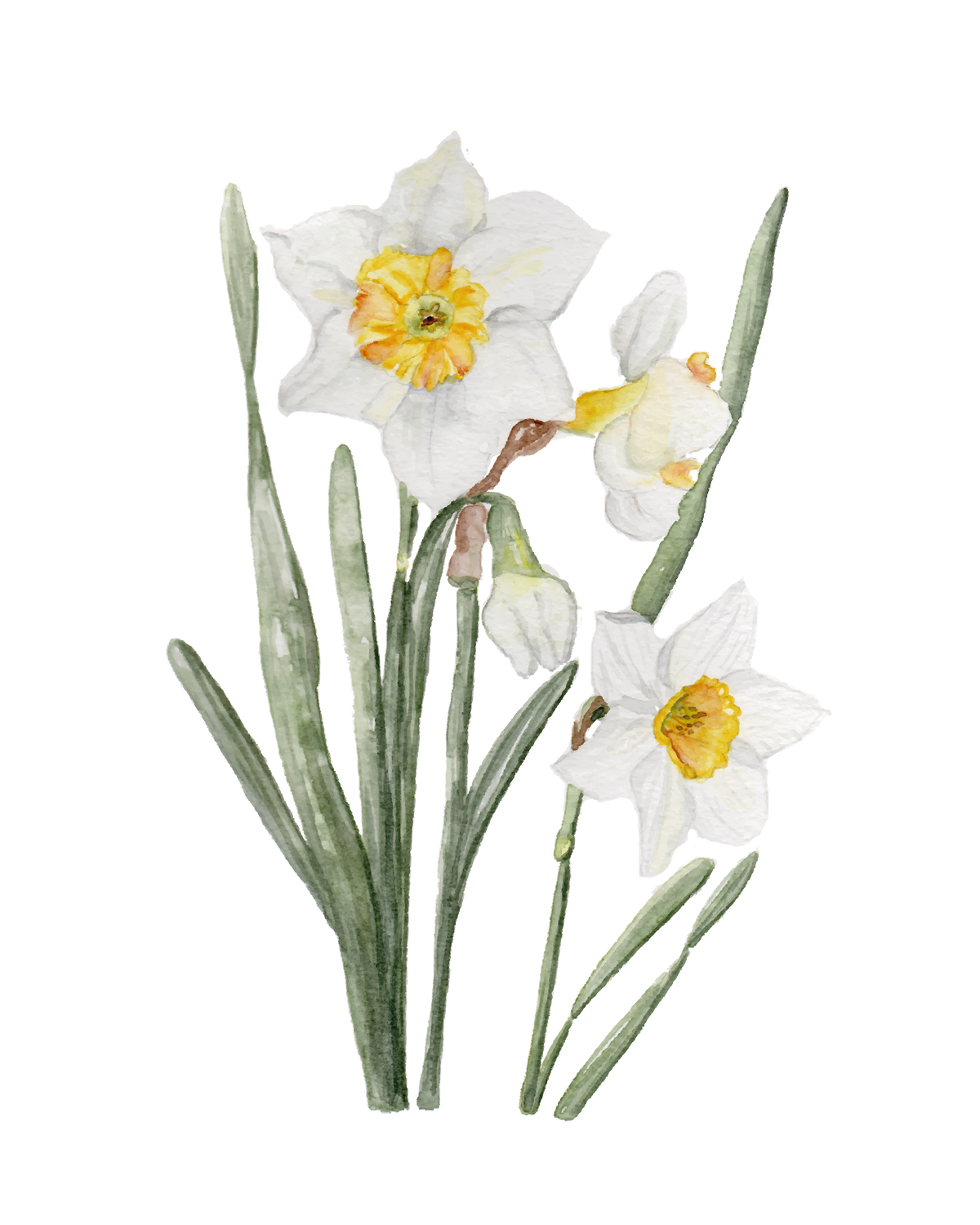 Narcissus - art print