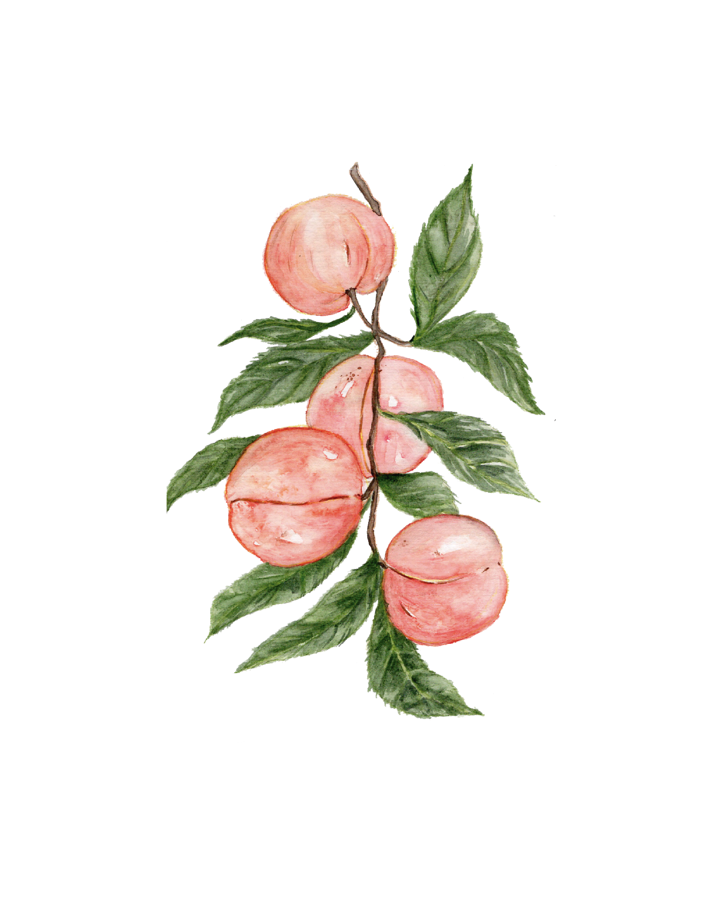 Peach branch - art print