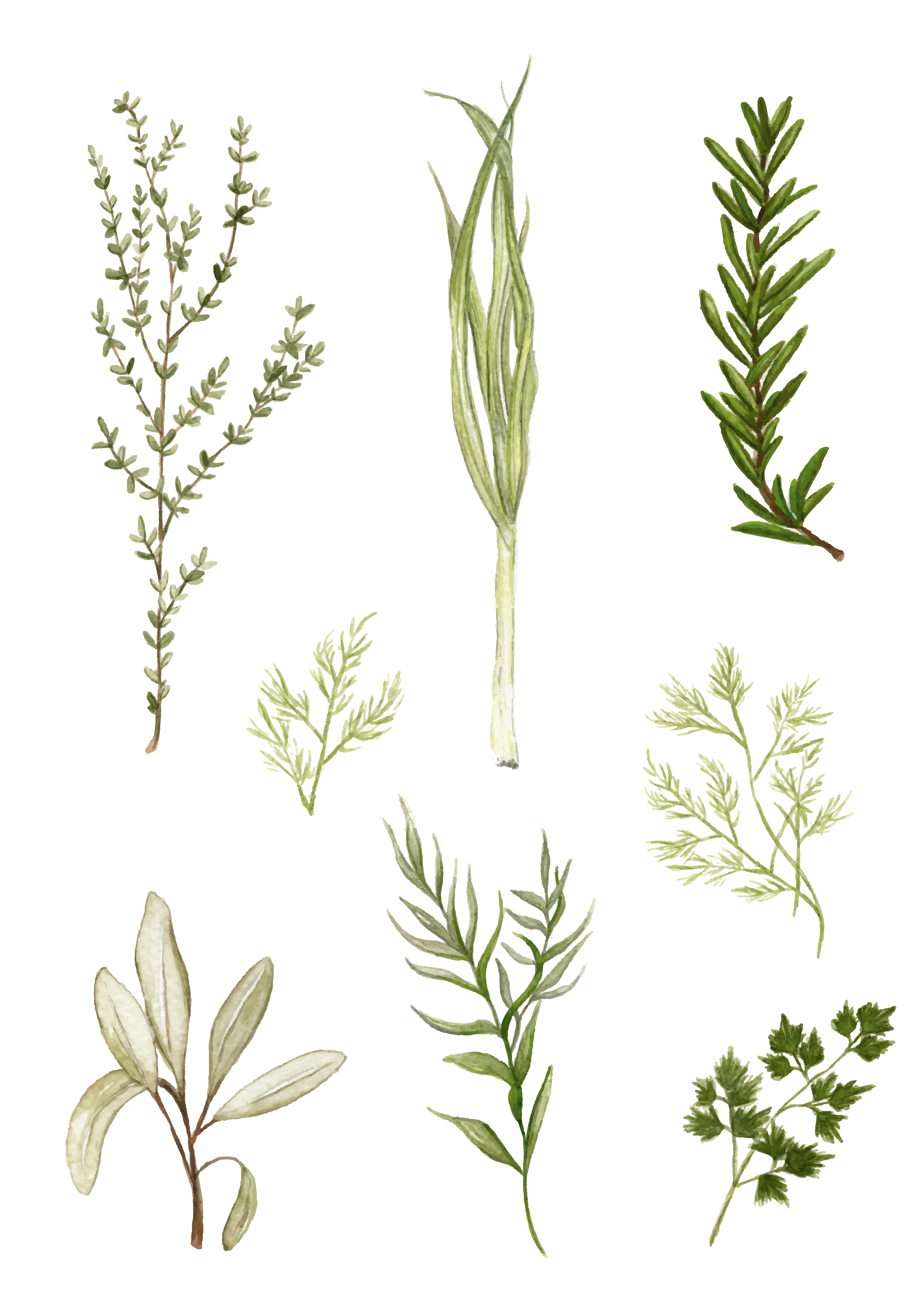 Herbs poster - art print