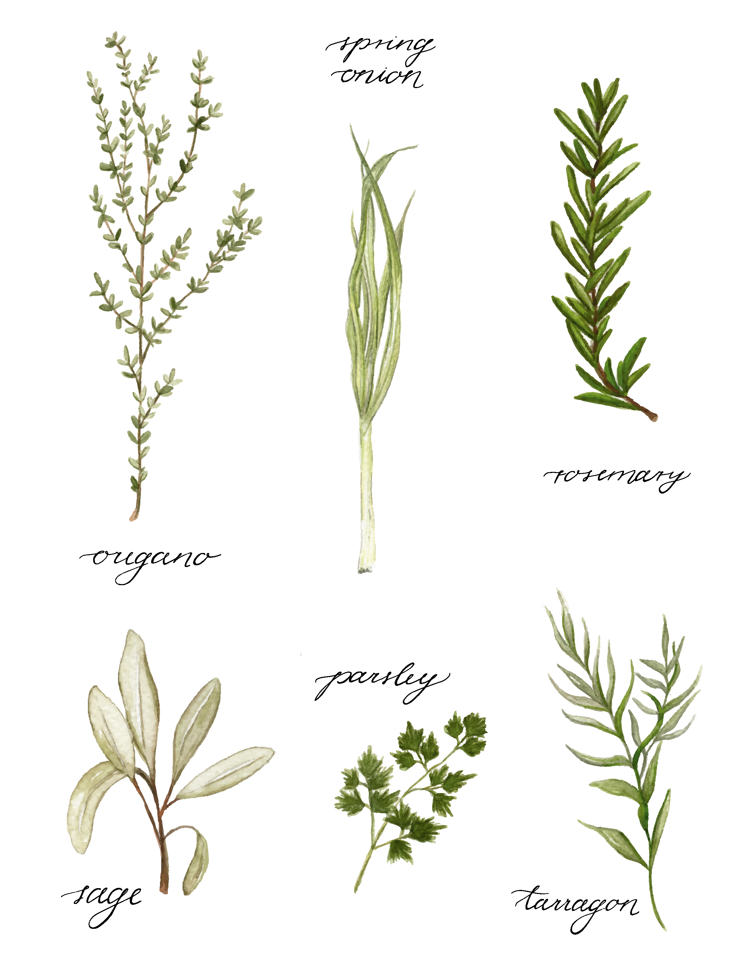 Herbs poster - art print