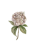 Hydrangeas in winter-time - art print