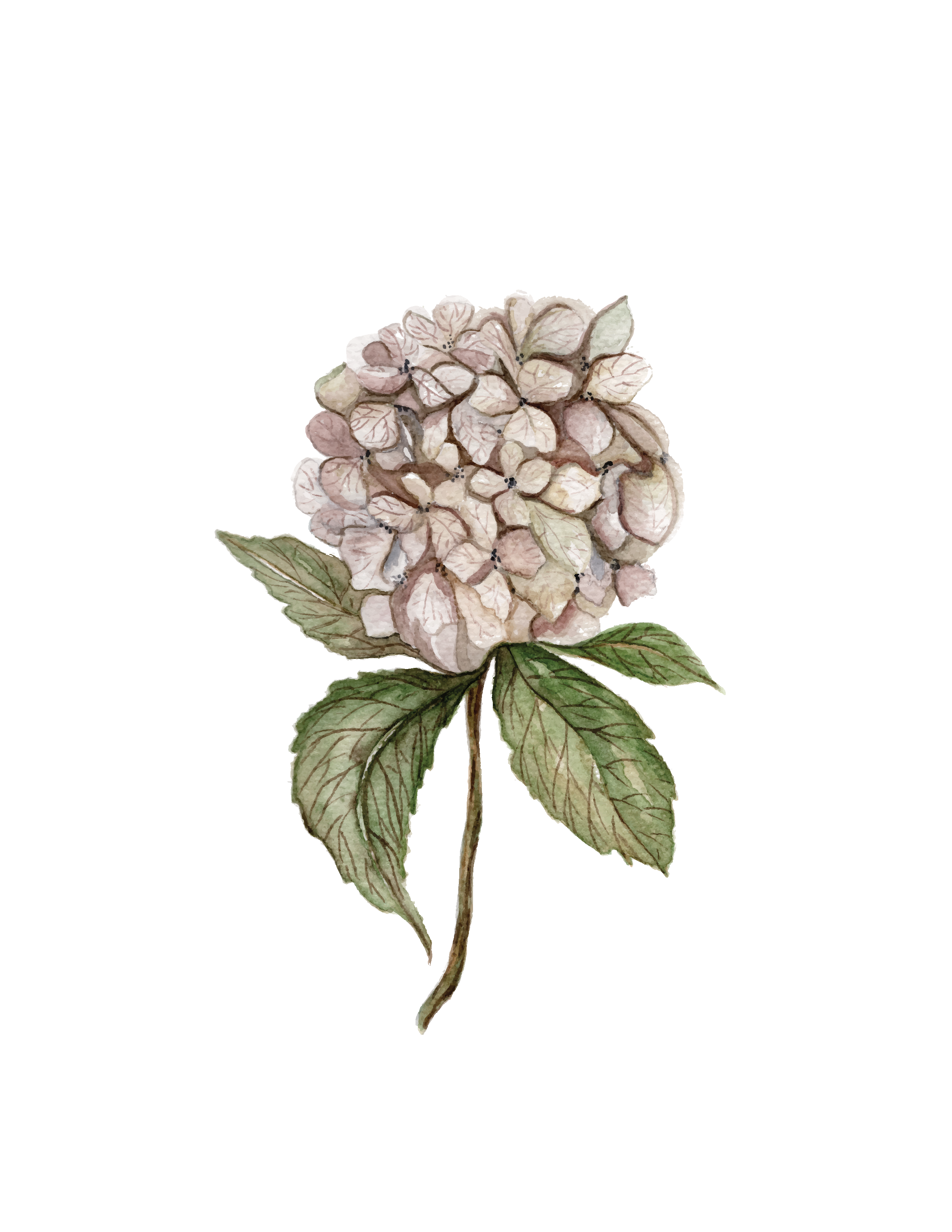 Hydrangeas in winter-time - art print