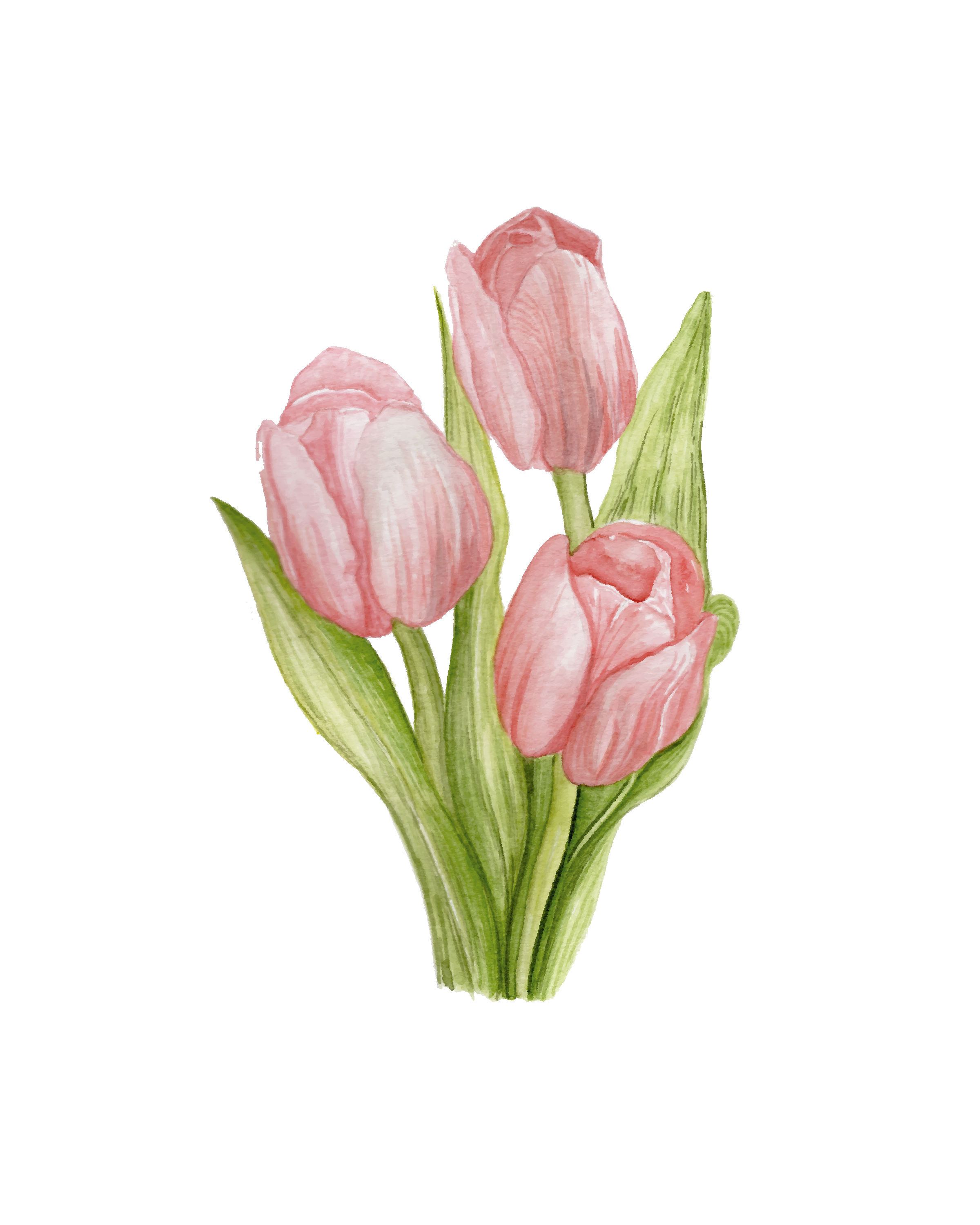 Pastel pink tulips - art print