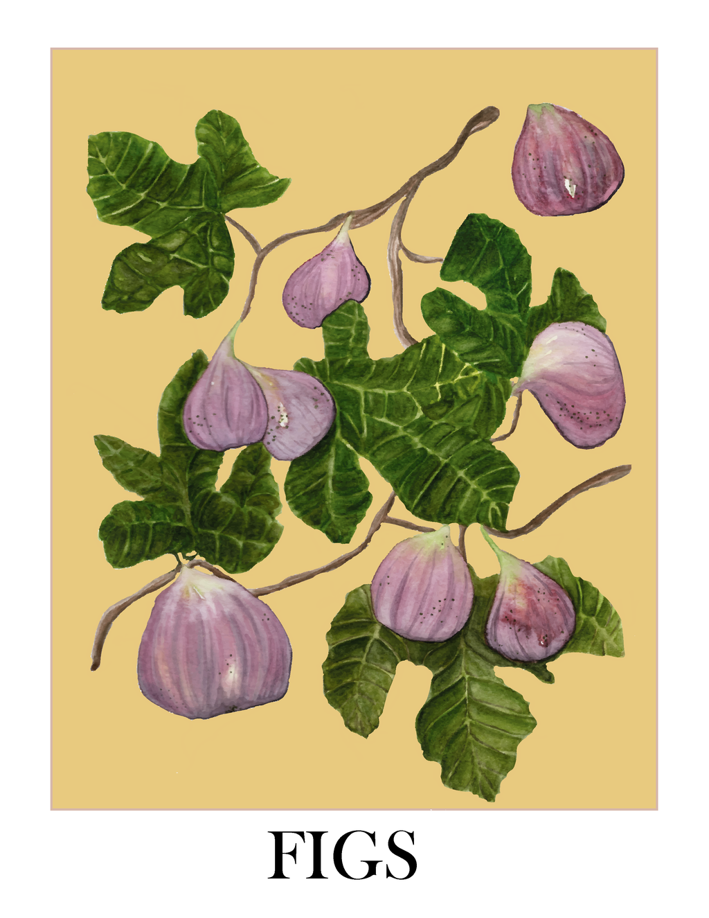 Figs - art print poster