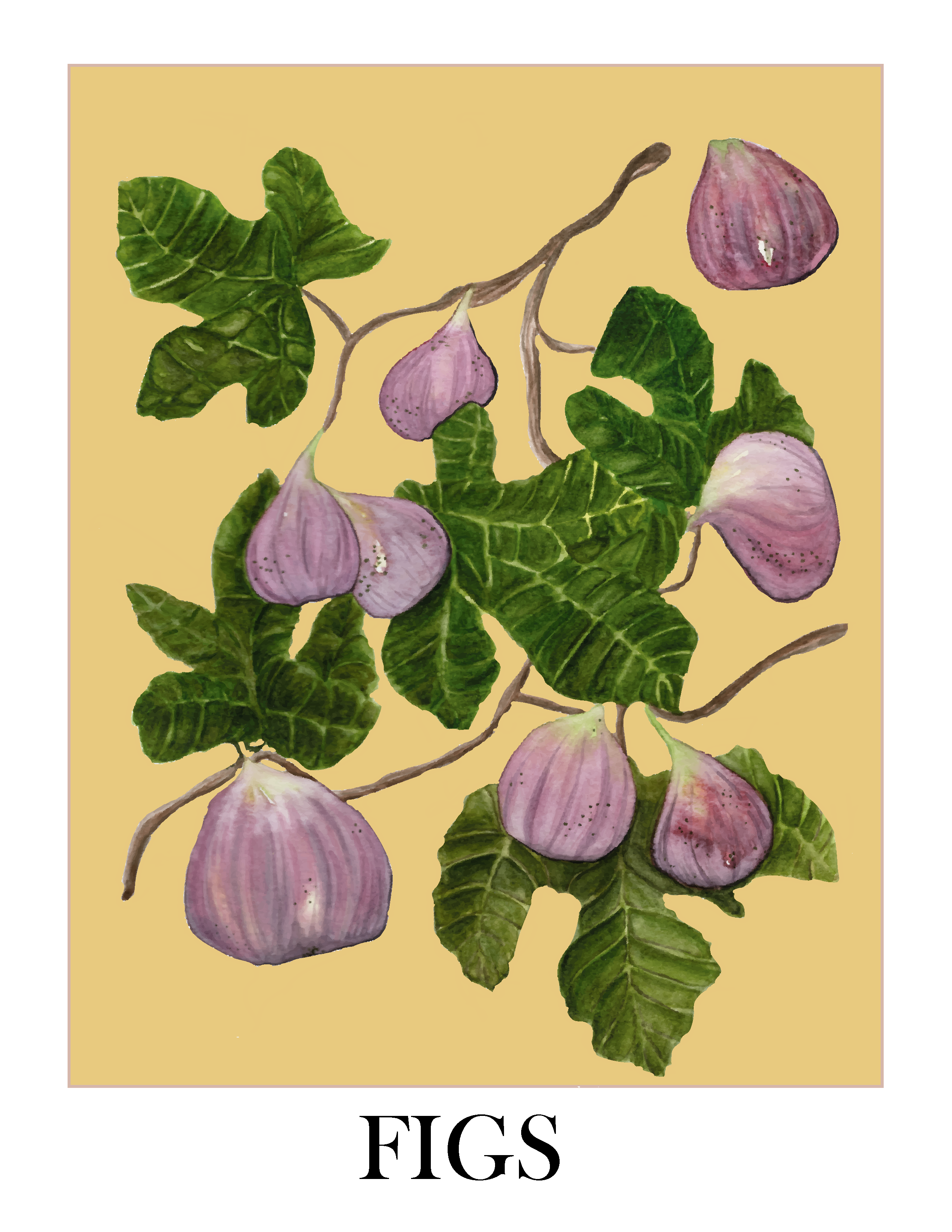 Figs - art print poster