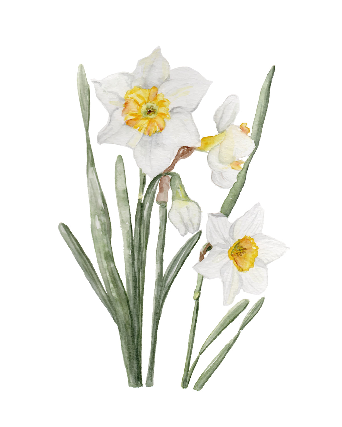 Narcissus watercolor art