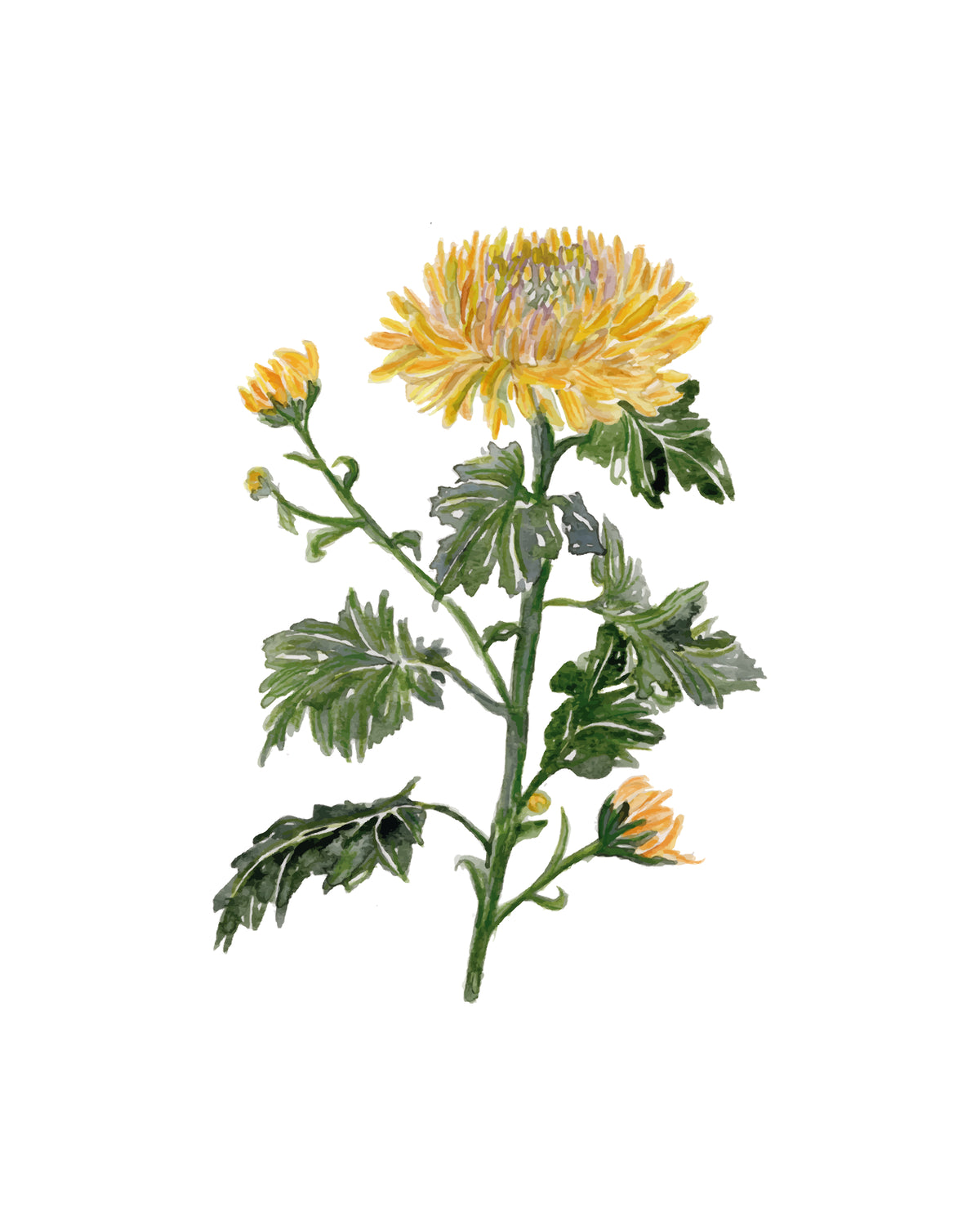 A botanical illustration of a yellow chrysanthemum flower with green leaves and stems on a plain white background.