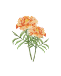 Marigold - art print