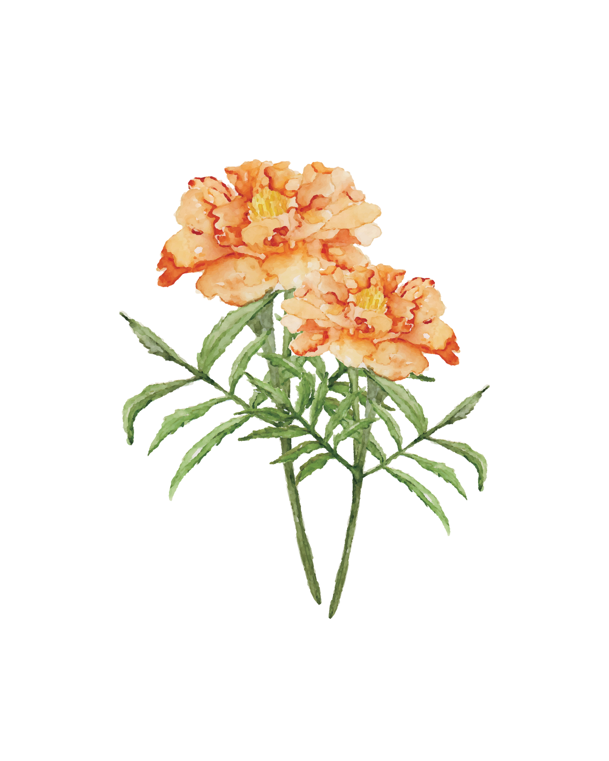 Marigold - art print