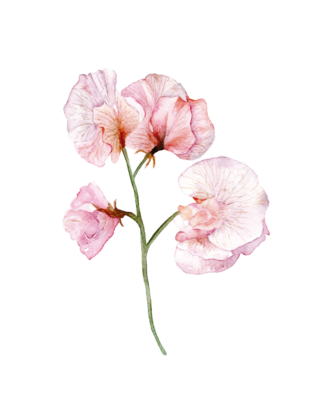 Sweet pea watercolor art print