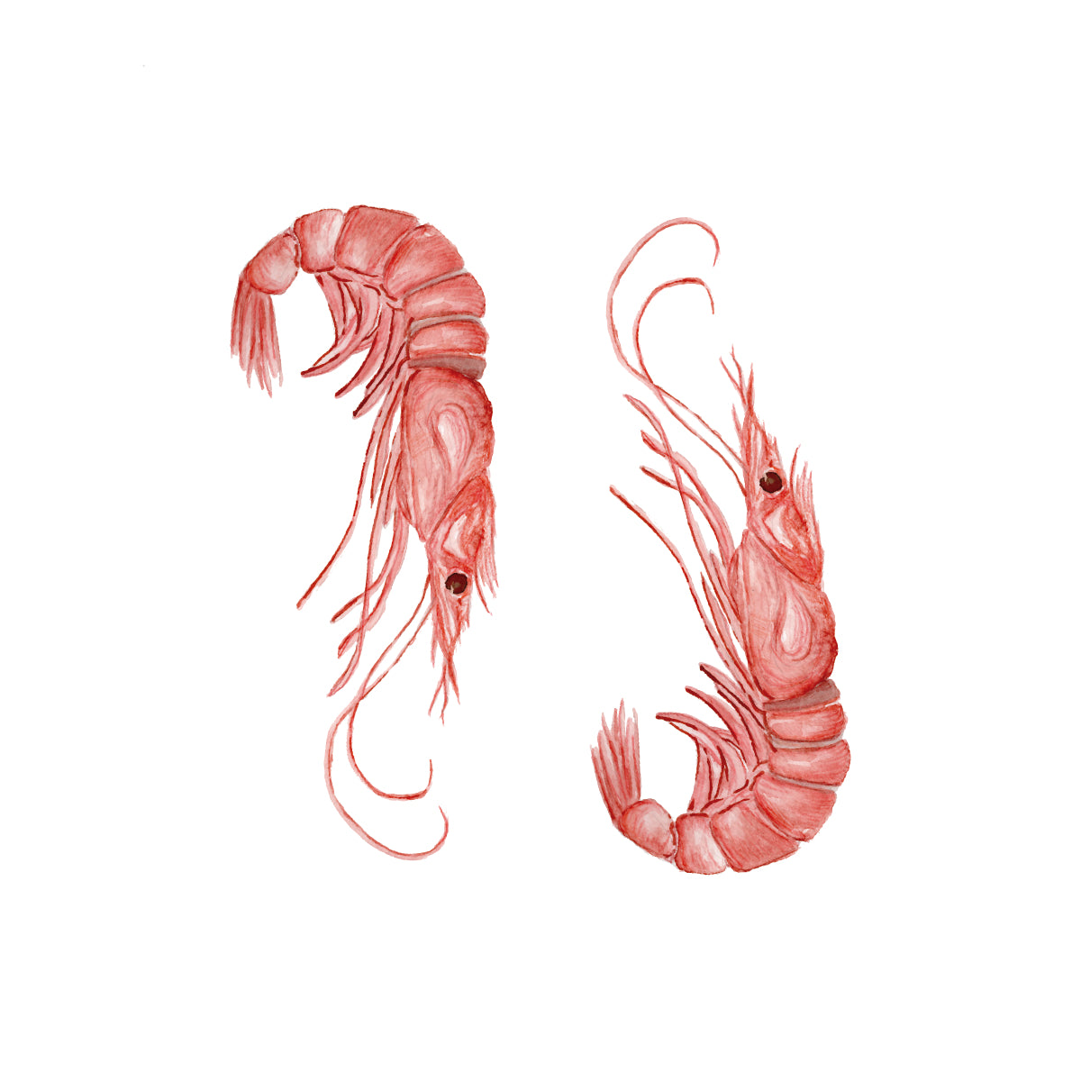 A watercolor illustration of two pinkish-red shrimp on a plain white background.