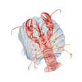 Lobster and shell - mini art print (4x4")
