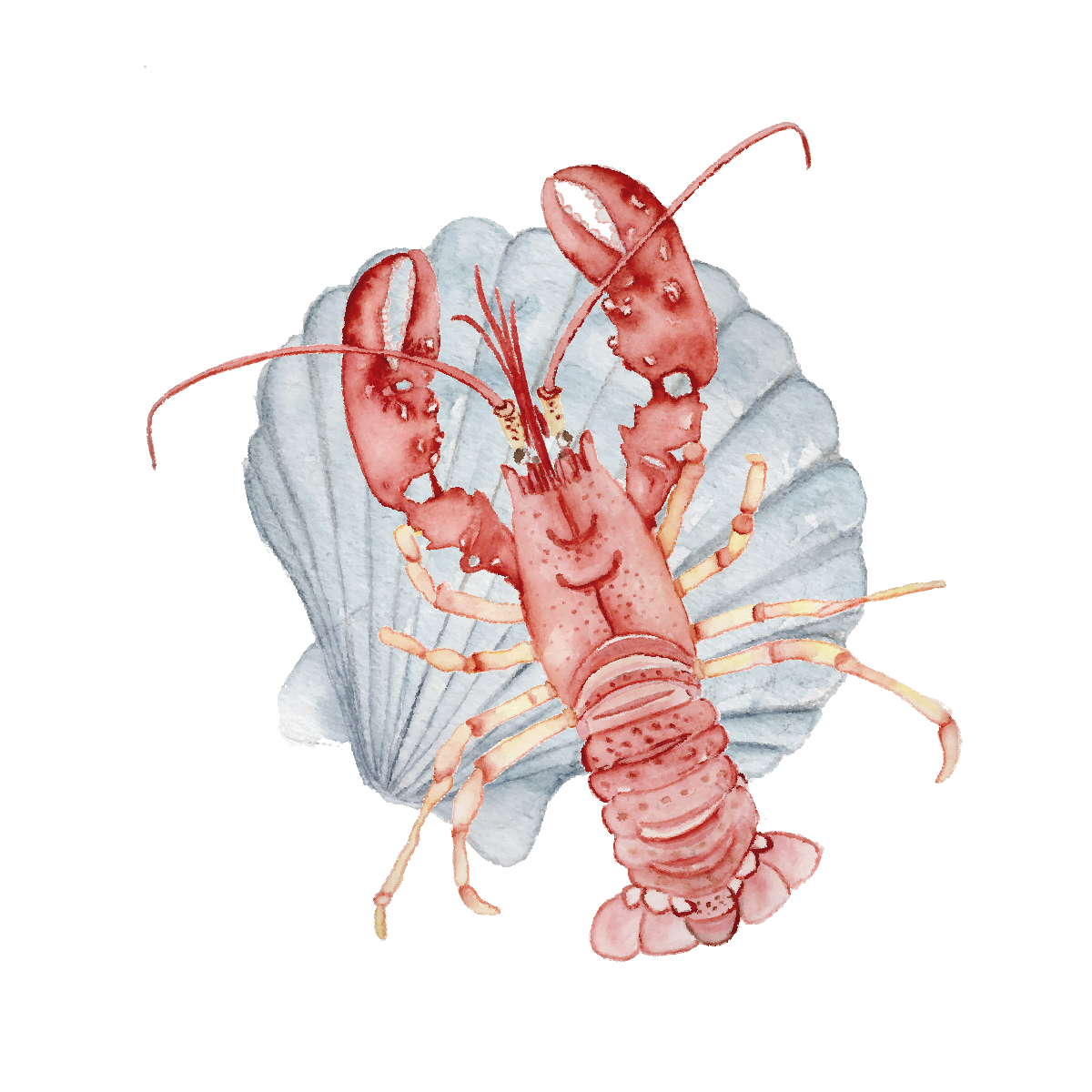 Lobster and shell - mini art print (4x4")