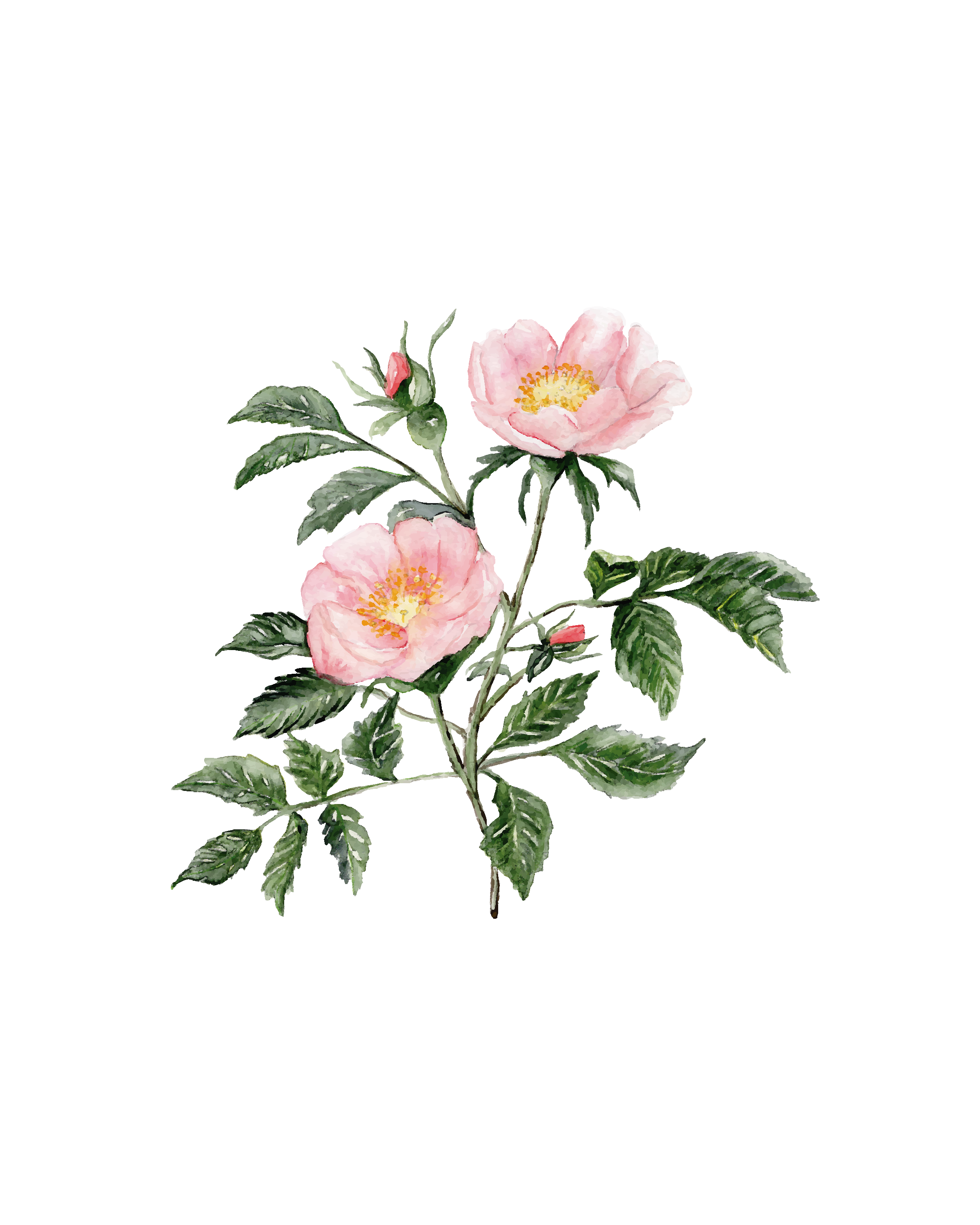 Wild\ beach roses - art print