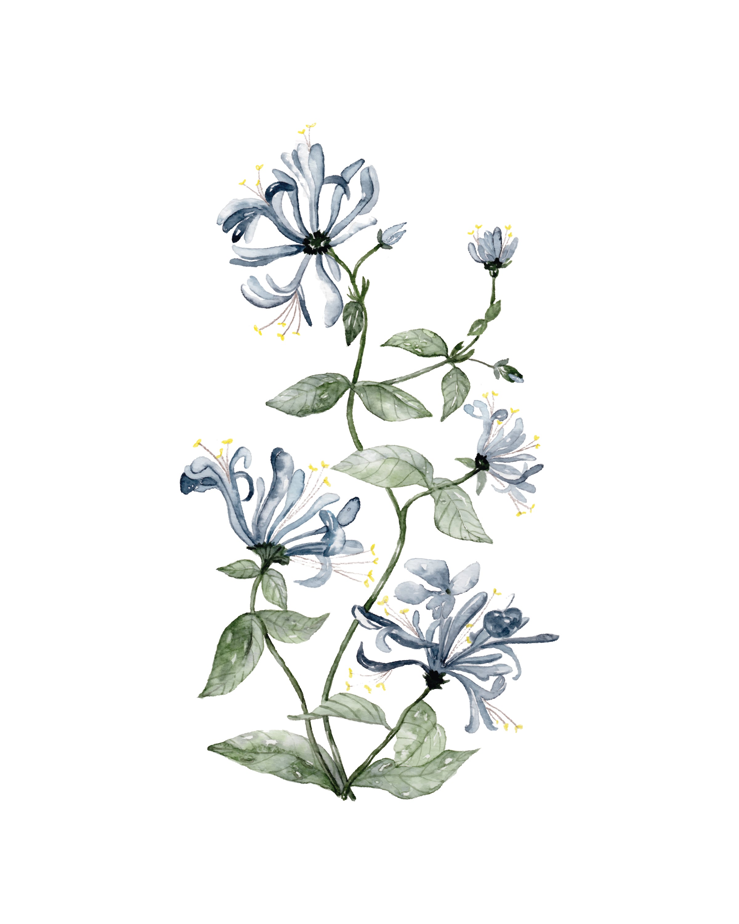 Honeysuckle - art print