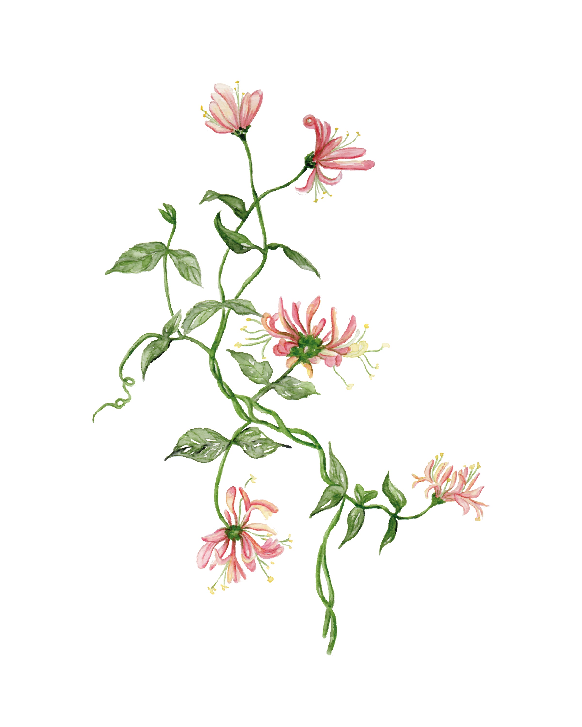 Honeysuckle - art print