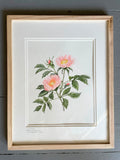 Wild or beach roses - original art