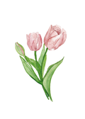 Spring tulips - art print