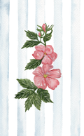 Wild roses - Vintage inspired greeting card