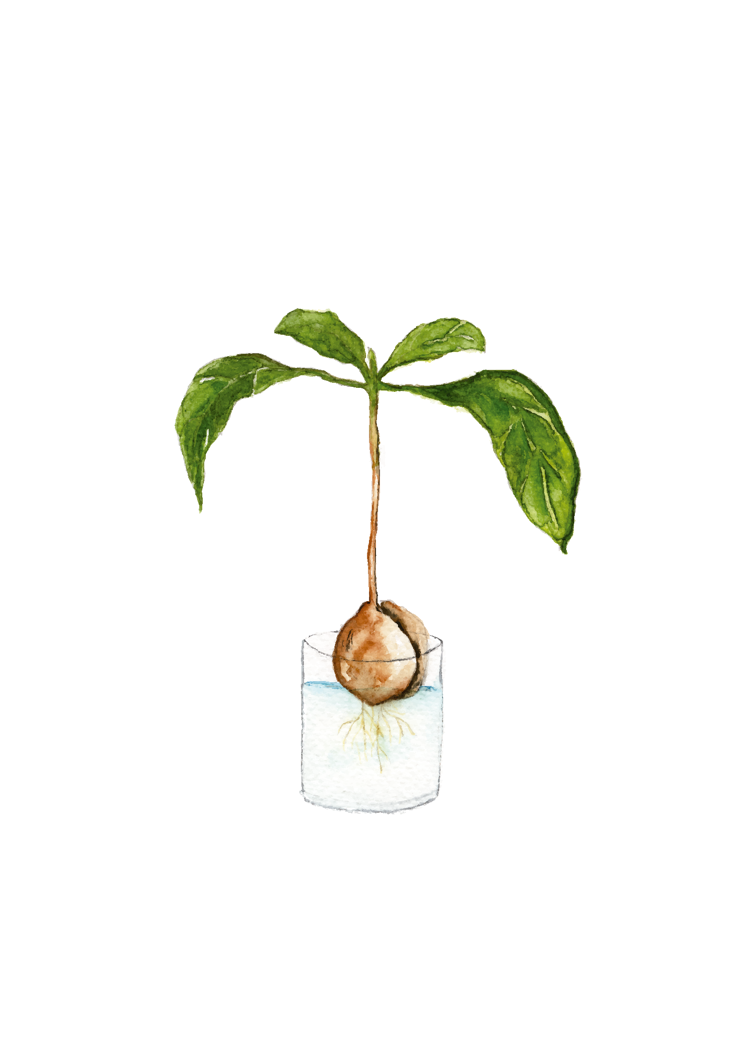 Baby avocado - art print
