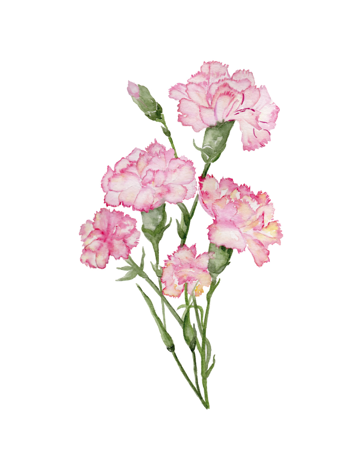 Carnation flower painting with watercolors 