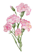 Carnation - art print