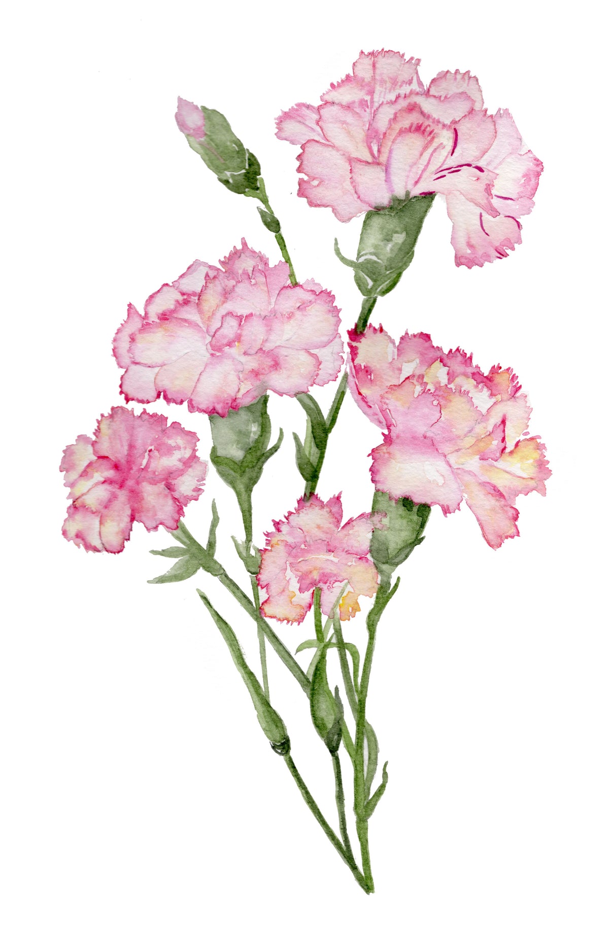 Carnation - art print