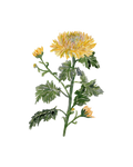 Chrysantemum - art print