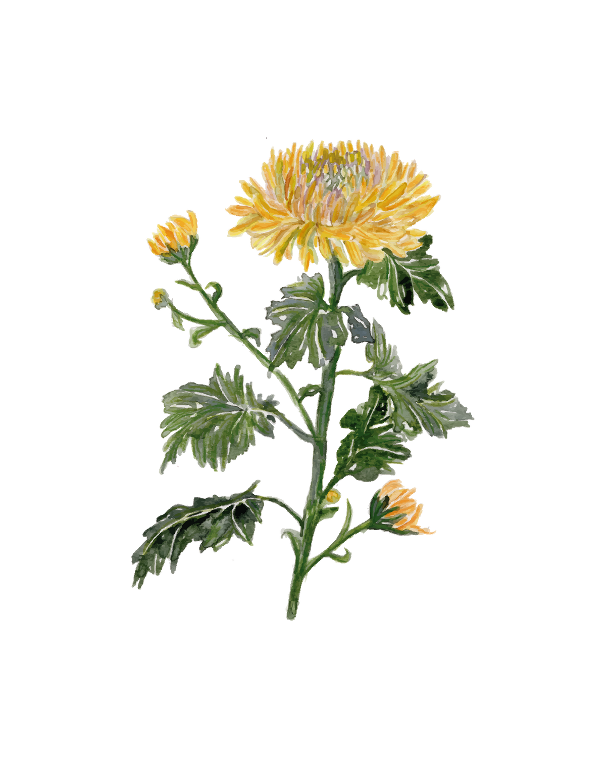 Chrysantemum - art print