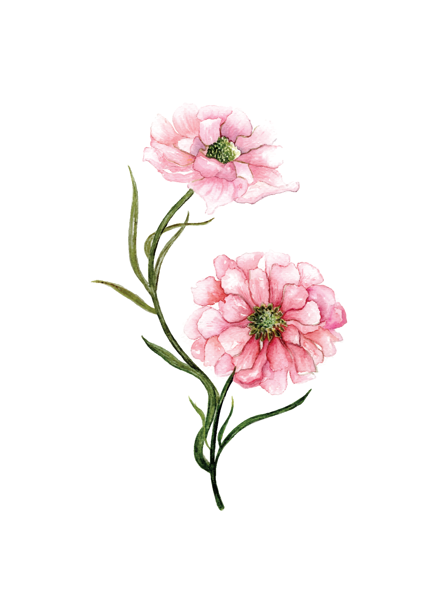 Dahlia - art print