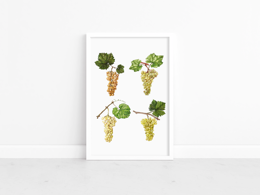 Grapes poster - art print