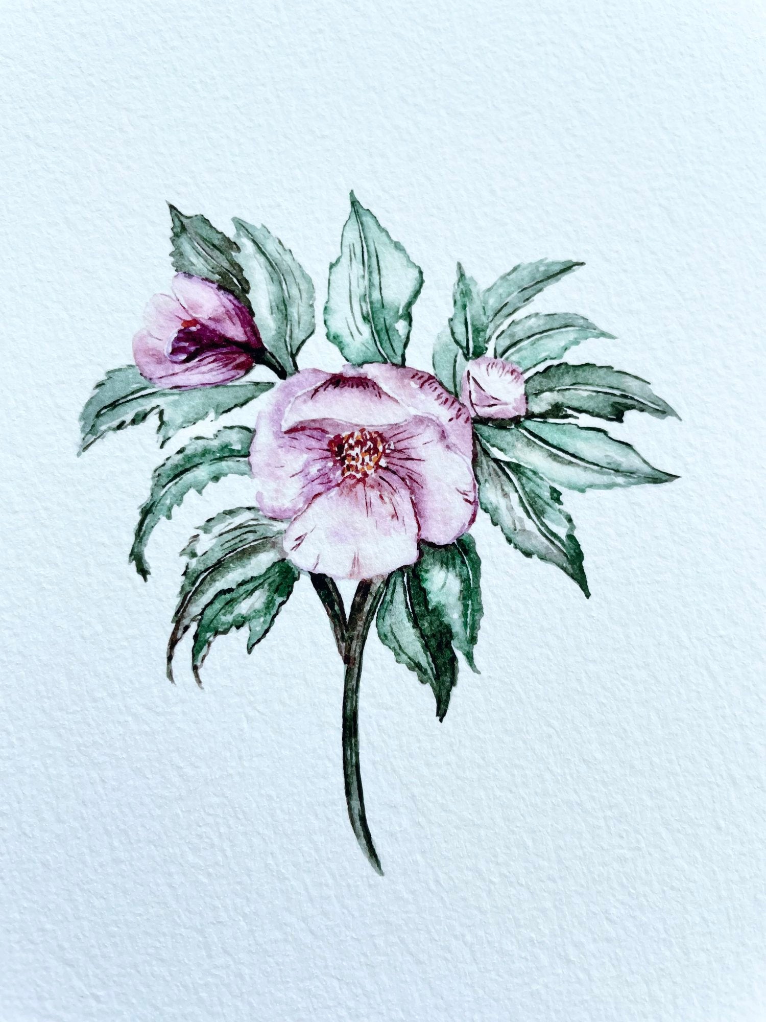 Hellebore - art print