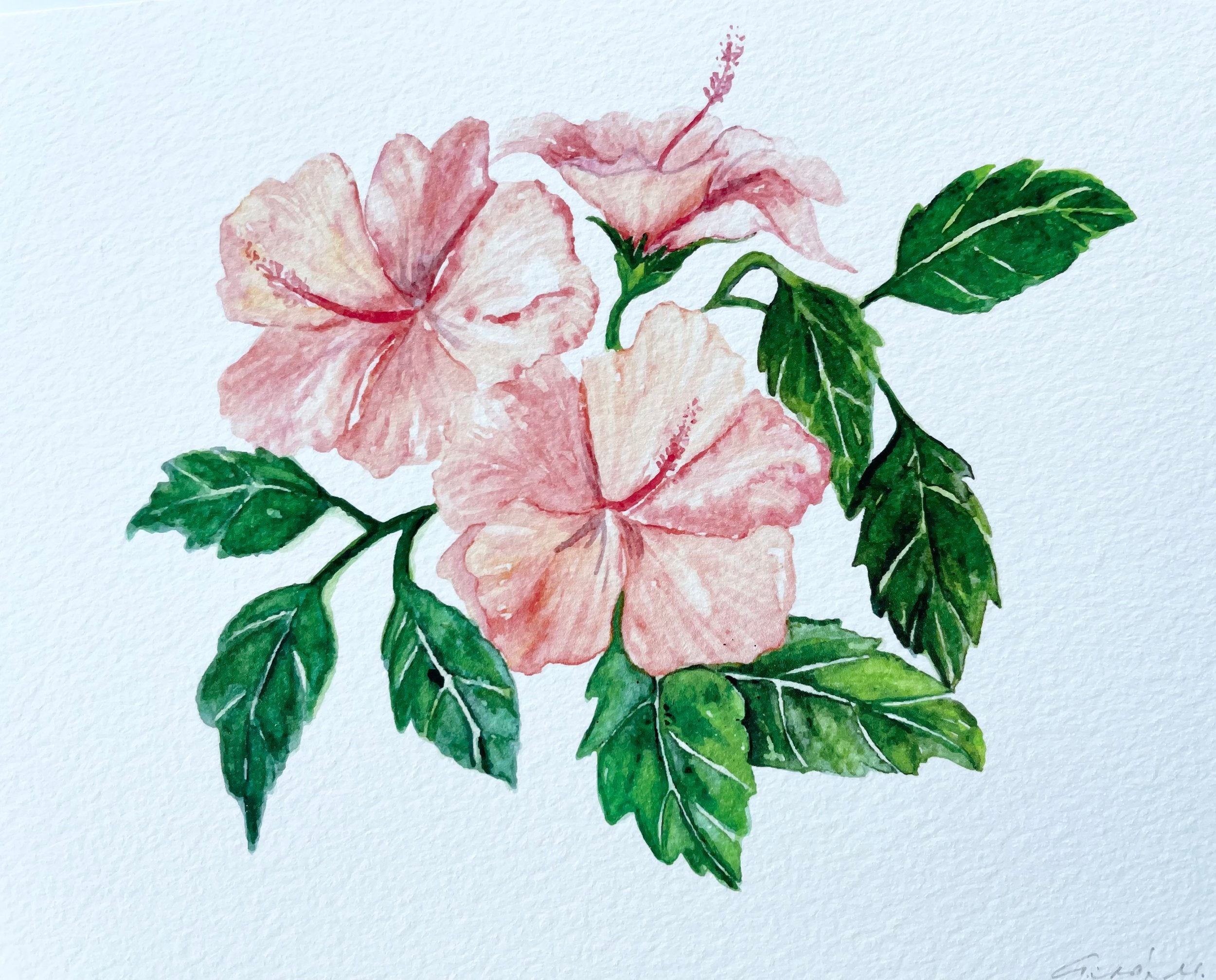 Hibiscus - art print