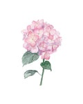 Hydrangeas from New England - art prints