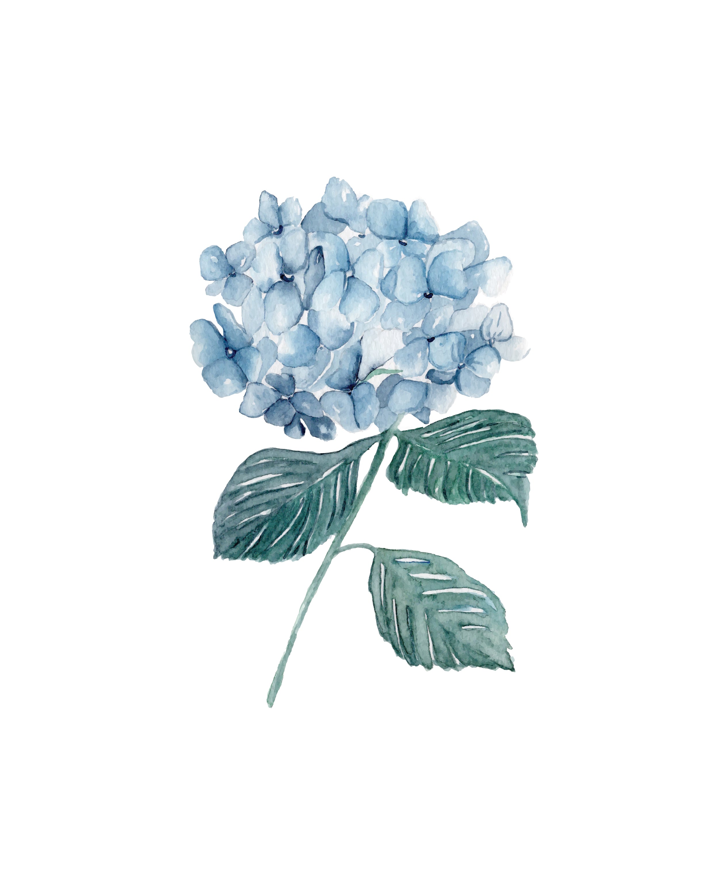 Hydrangeas from New England - art prints