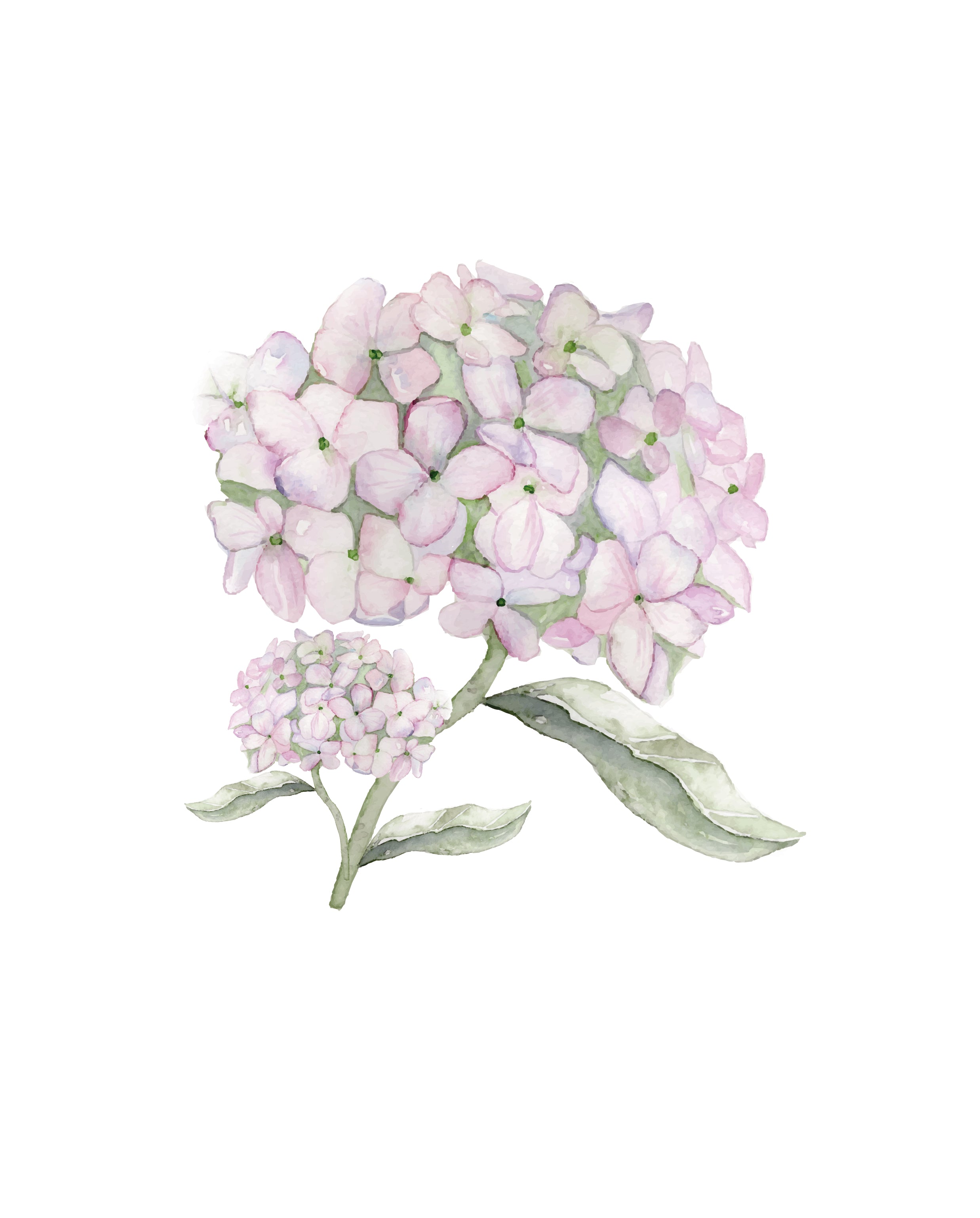 Hydrangeas from New England - art prints