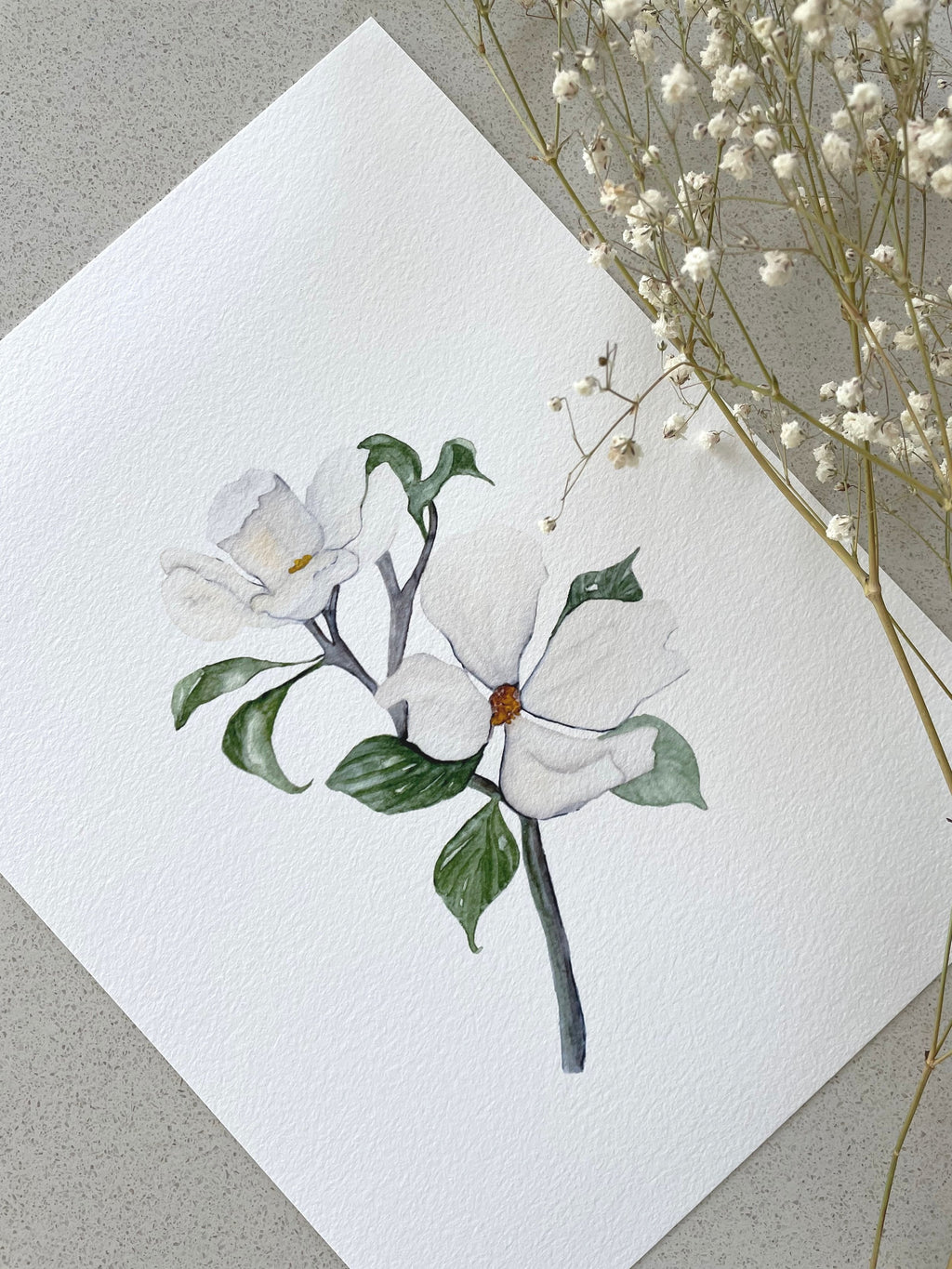 White magnolia - art print