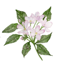 Mayflower - mini art print